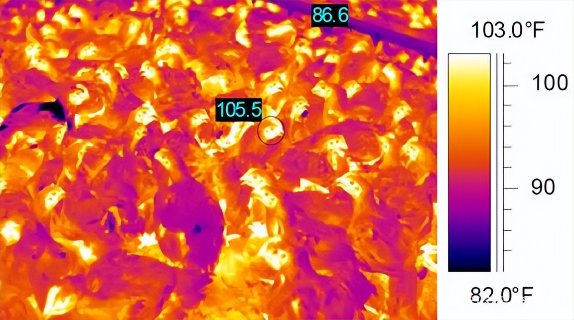 夏季高温规模化蛋鸡养殖，热应激不仅仅是环境问题？最重的是管理