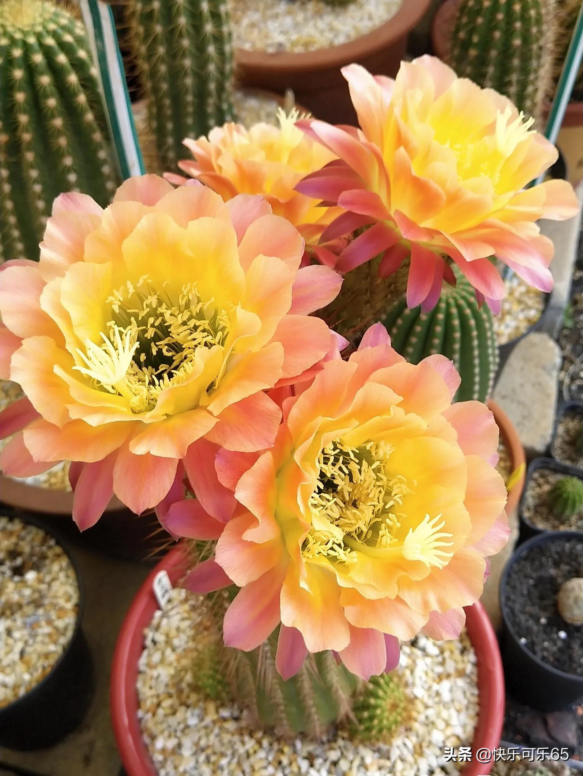 请欣赏仙人球开花一图片