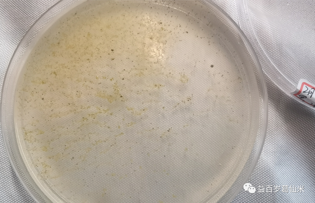 益百歲葛仙米食品坊出售精品葛仙米食材