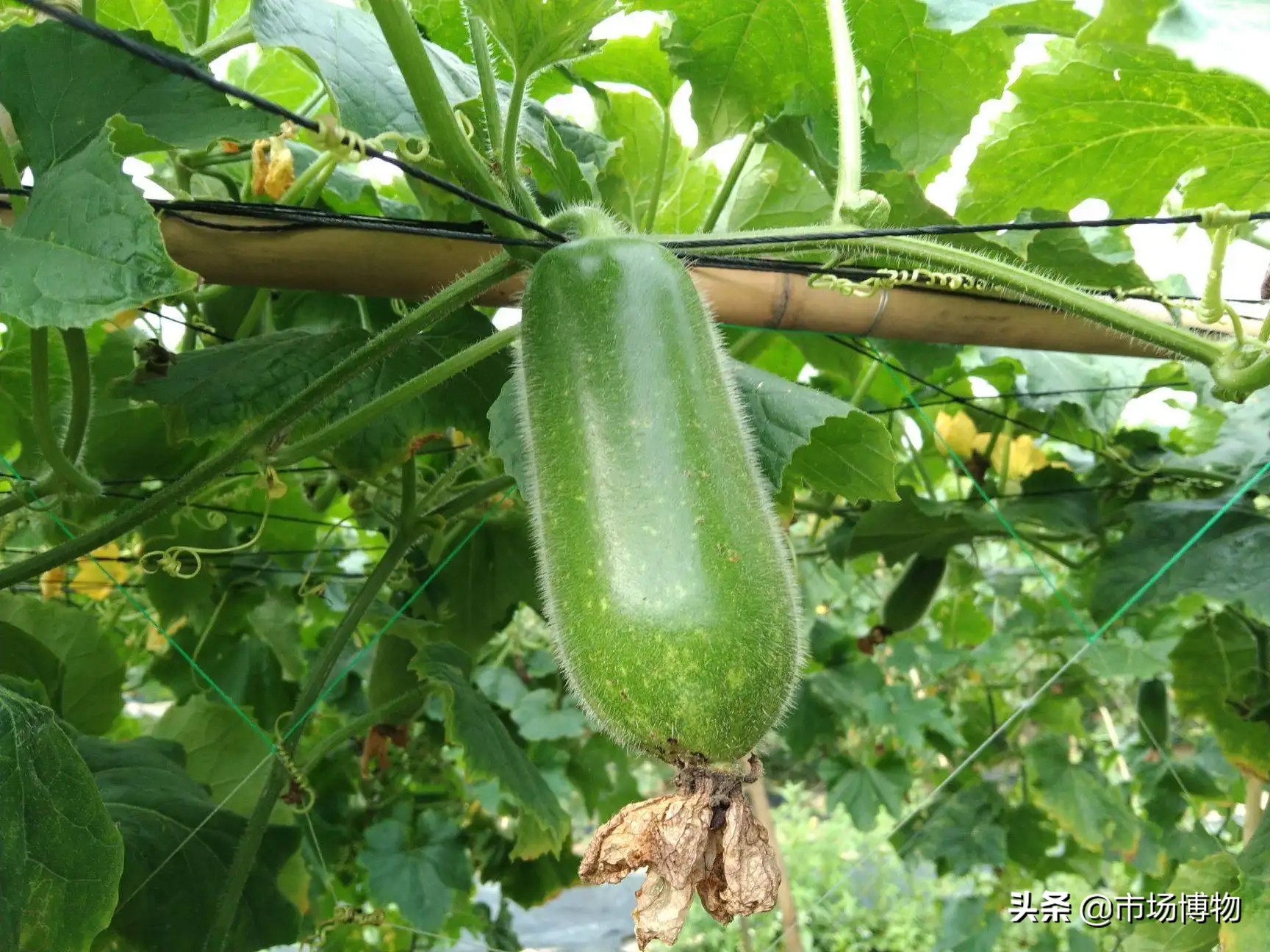 节瓜图片是(shi)什么（节瓜是什么瓜,还有其他(ta)名称吗）-第3张图片-昕阳(yang)网