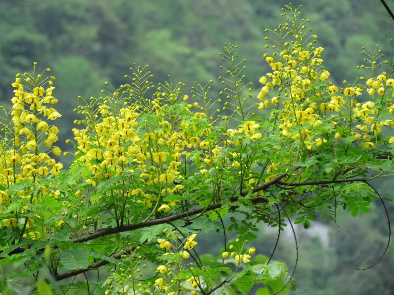 云实树图片(云实树)-第1张图片