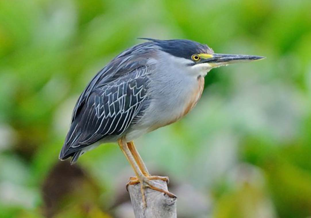白鹭的体型特征 -生活知识库-动动脑