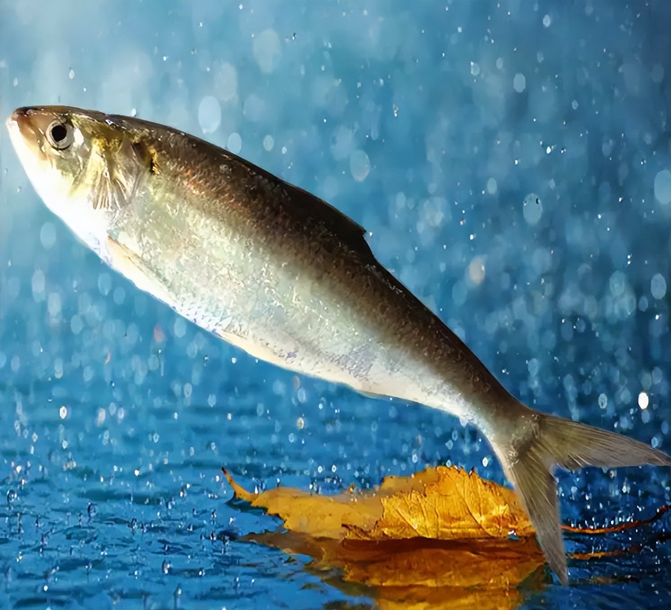 鸟外渔歌断水烟,隔江唤过打鱼船.鲥鱼出网鲜犹活,笑掷船头三百钱.