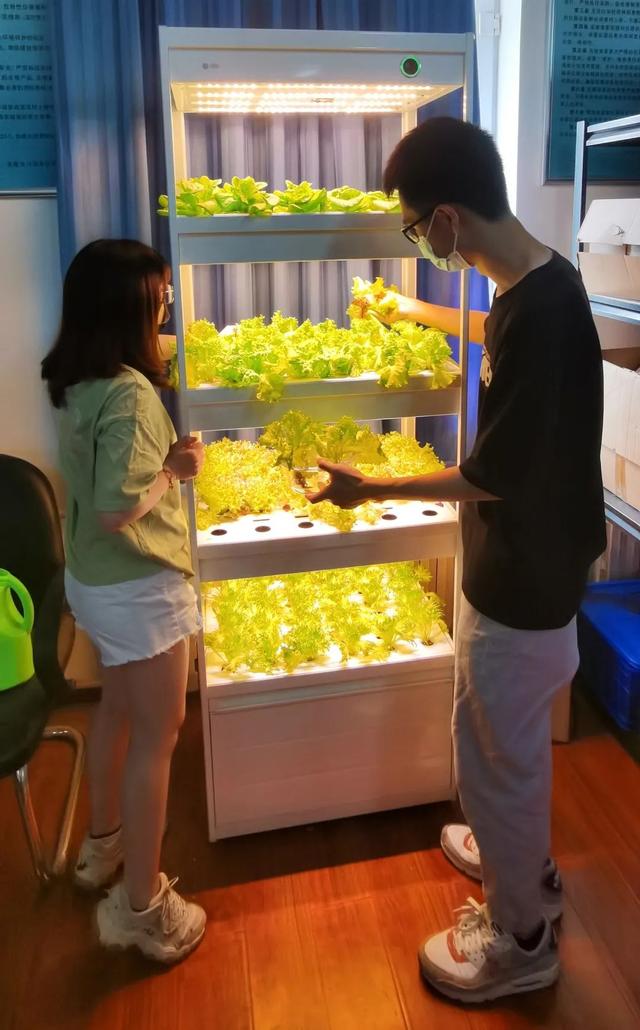 北理工学子用AI种出“零碳”零农残的绿色“科技蔬菜”