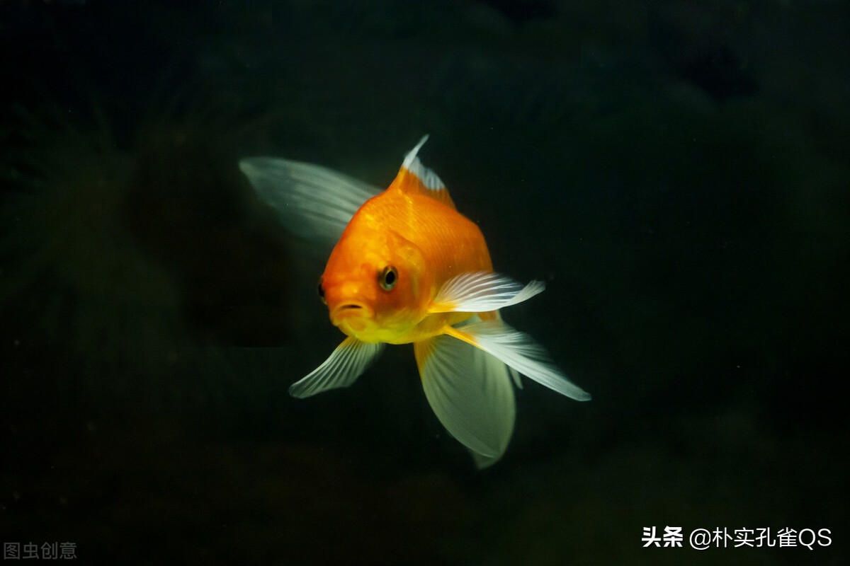 金魚圖(金魚圖片簡筆畫彩色)-我的快樂小窩