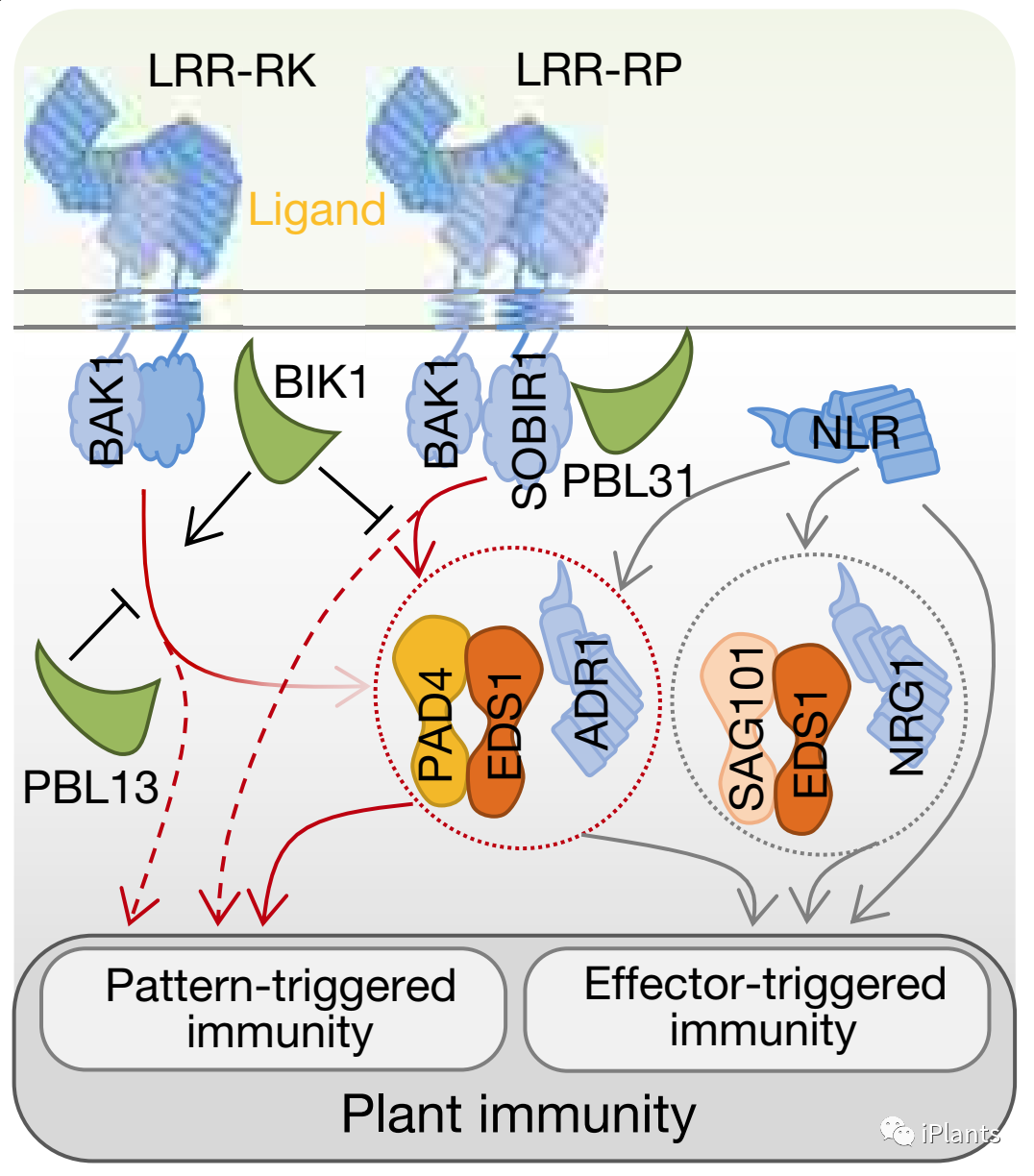 揭示了植物两种新型抗病信使及其作用机制，植物抗病领域重大突破