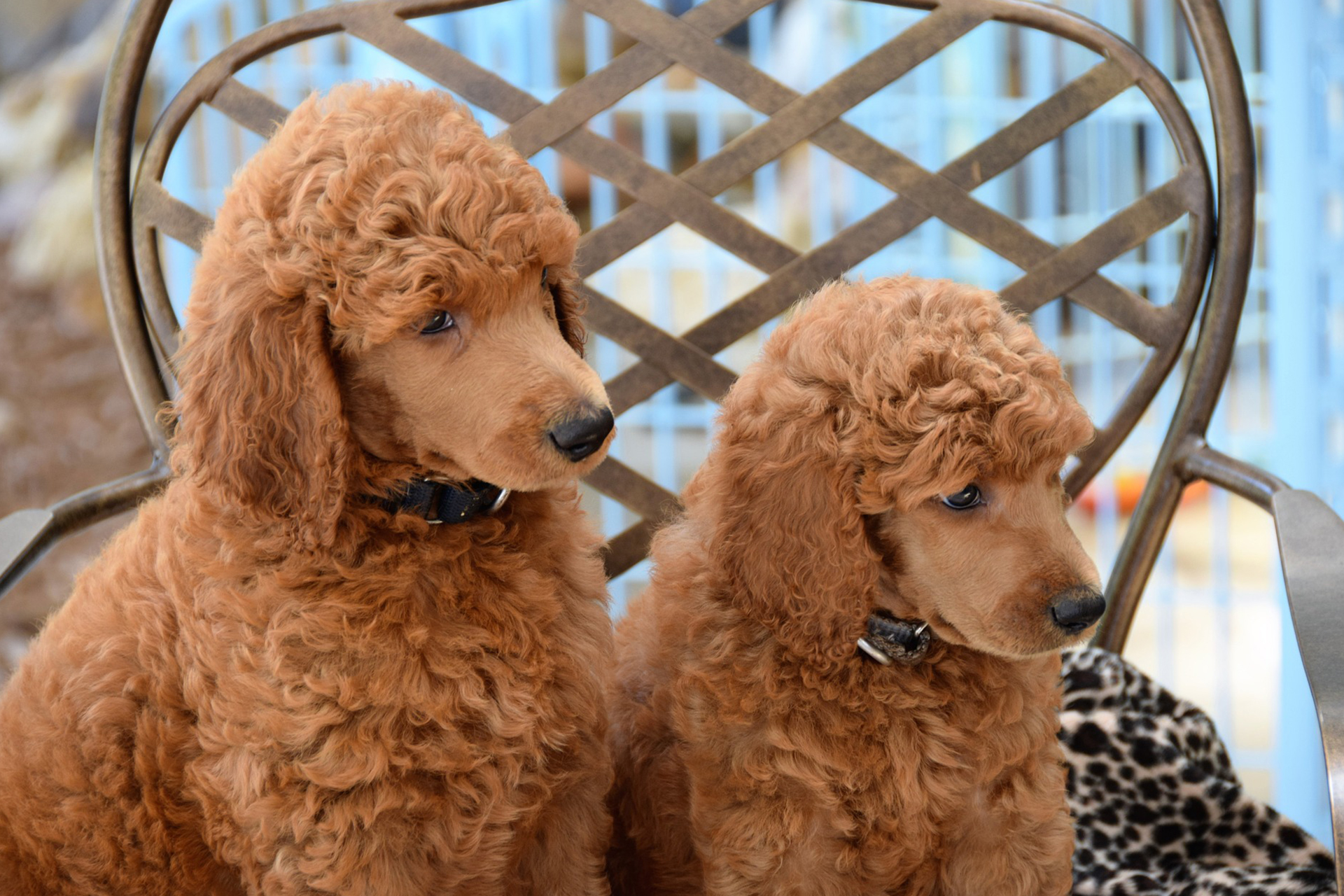 最会讨好人，误解最深的狗狗：“泰迪犬”性格全面解析