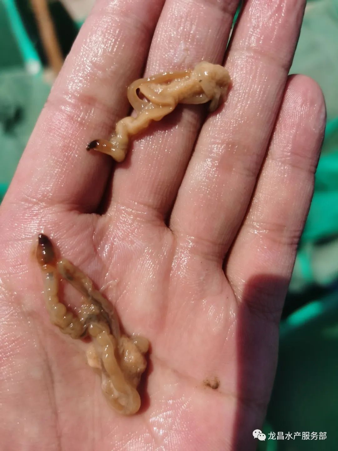 多地海参养殖都出现吐肠的问题,原因是什么,如何处理呢?