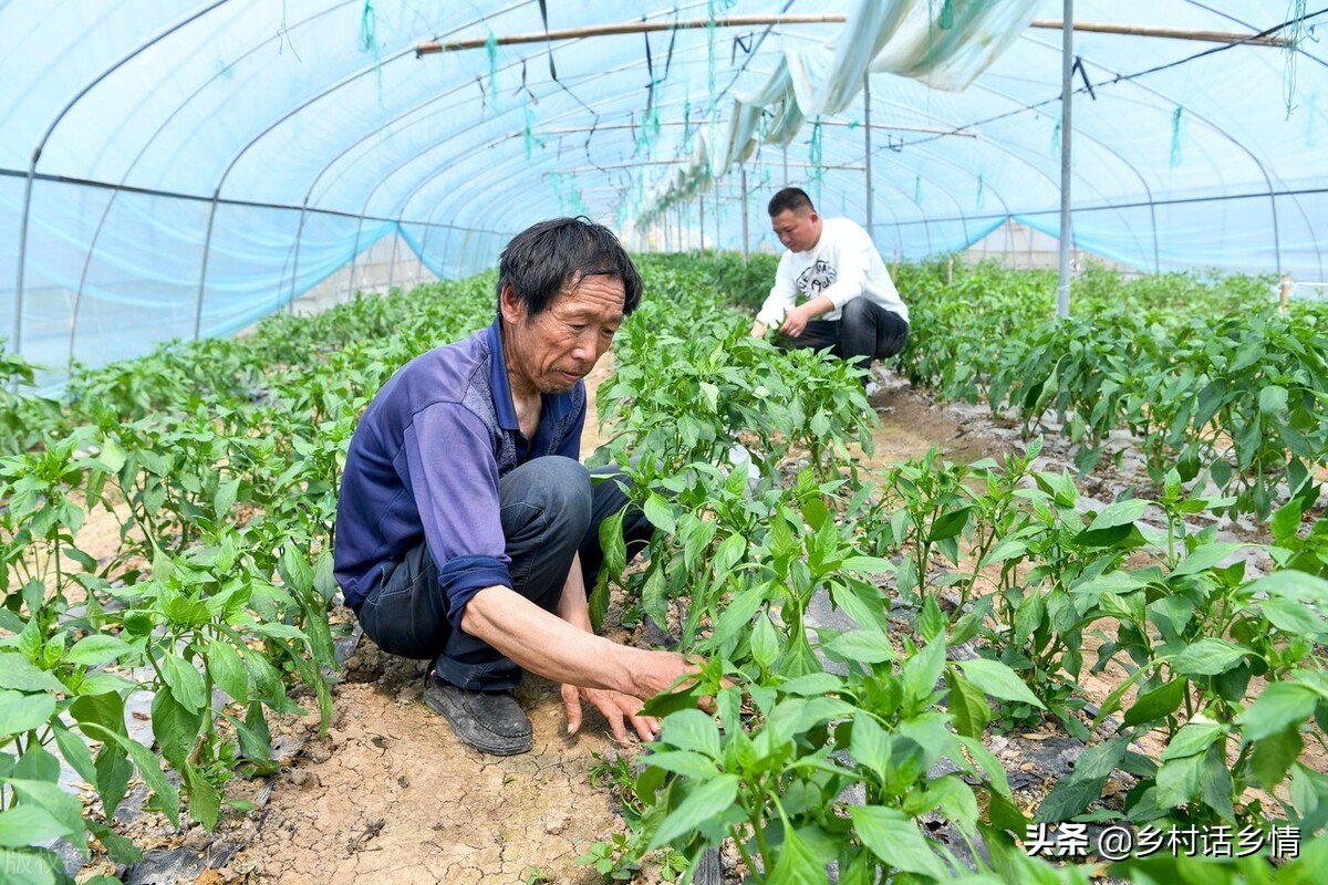 枯草芽孢杆菌使用方法及用量（农用枯草芽孢杆菌的作用与功效）-第6张图片-科灵网