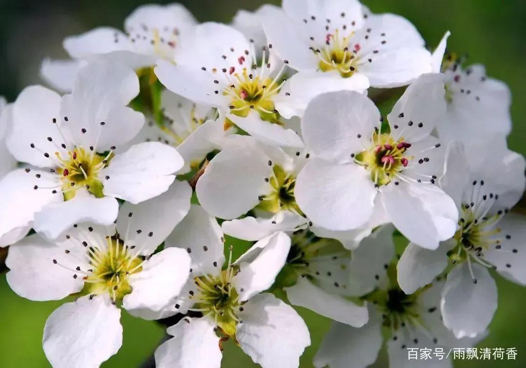 春意浓，月皎洁，梨花清新脱俗，暗香浮动