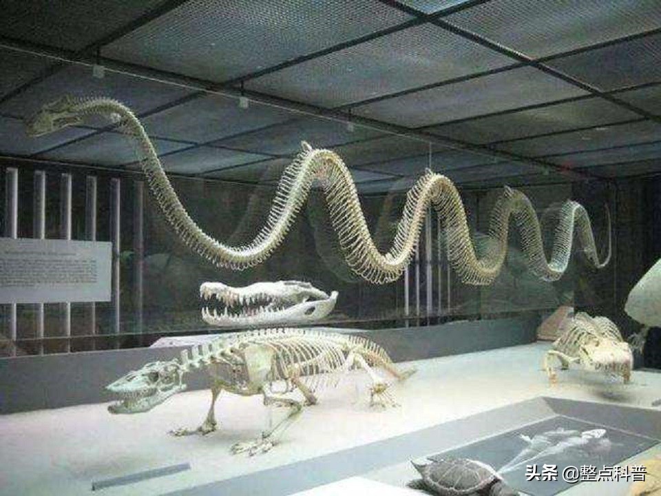 古生物学家发现了一个巨蟒化石坑,通过研究28具巨蛇化石,发现在距今约