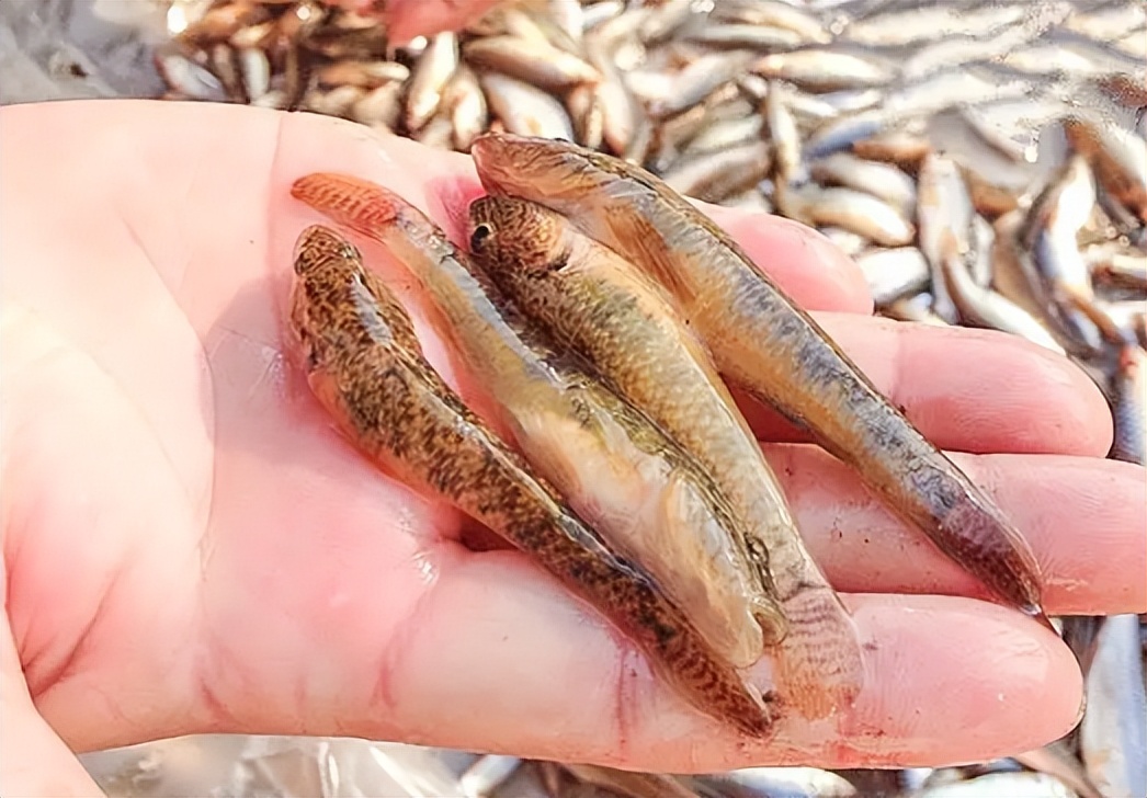 农村5种不起眼的小杂鱼,过去常用来喂鸡鸭,现在却让人高攀不起