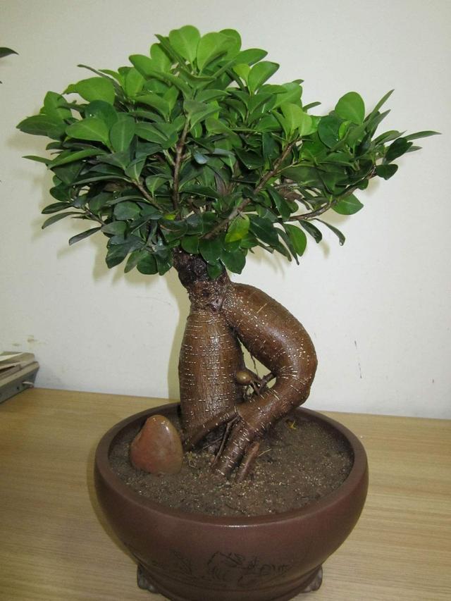 金钱榕怎么养殖(金钱榕的养护技巧和注意事项)