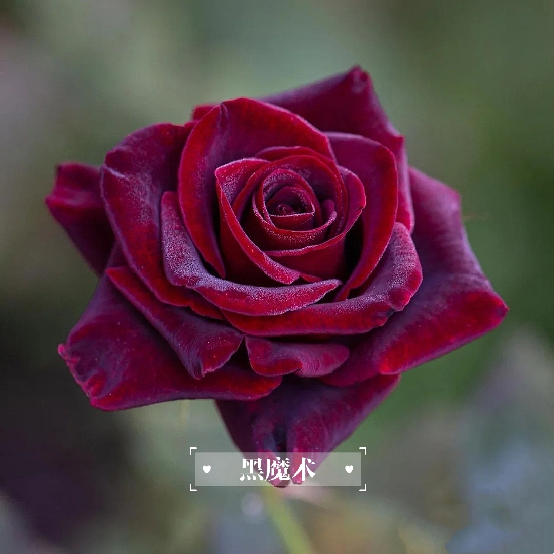 花语:阿尔奇兹·舒里克,深沉高贵的灵魂黑魔术花语:快乐,笑容,好心情