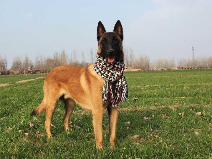 结语:你养过马犬吗?本文到此结束,希望对大家有所帮助.