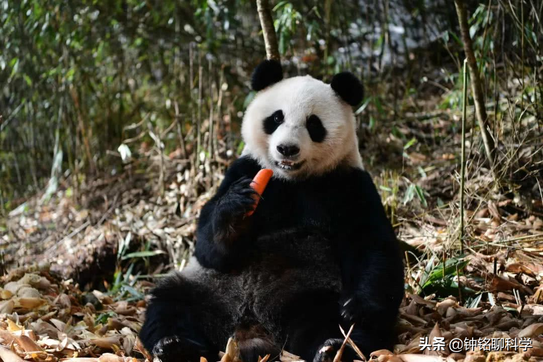 大熊猫吃肉,大熊猫吃肉吗为什么