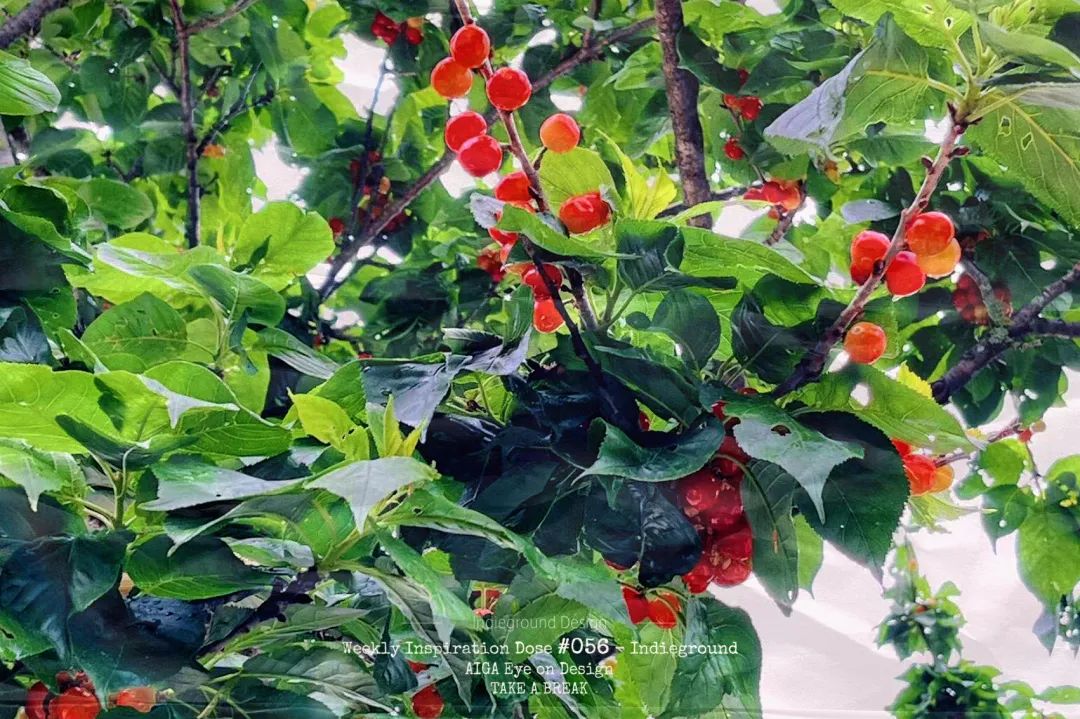 你实现樱桃自由了吗？