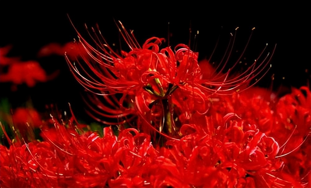 彼岸花的花语是什么 金色彼岸花的花语-北京百科网