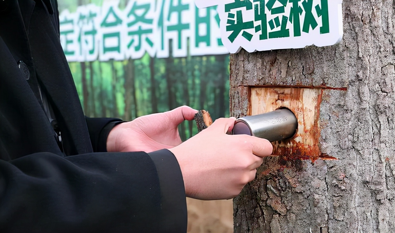 树葬来了！骨灰放进一个深10公分的树洞，我国还有哪些丧葬形式？