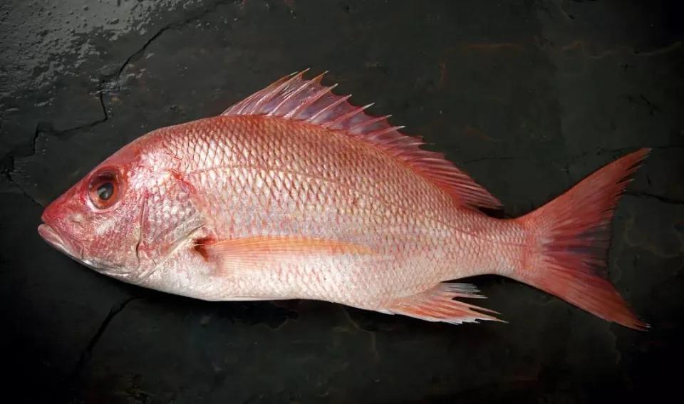 什么是深海鱼 沙丁鱼是深海鱼吗-思宇生活