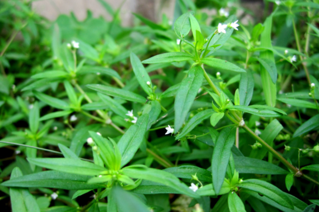 蛇最怕什么植物和花草（认识3种毒蛇害怕的植物）