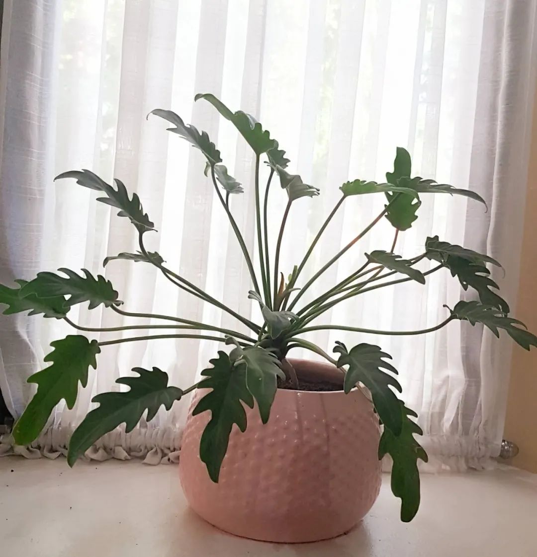 仙羽蔓绿绒春羽(适合布置园林景观的春羽)