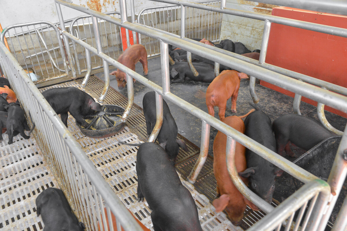 2月20日，养猪人卖猪的价格，猪价上涨要不要卖猪？