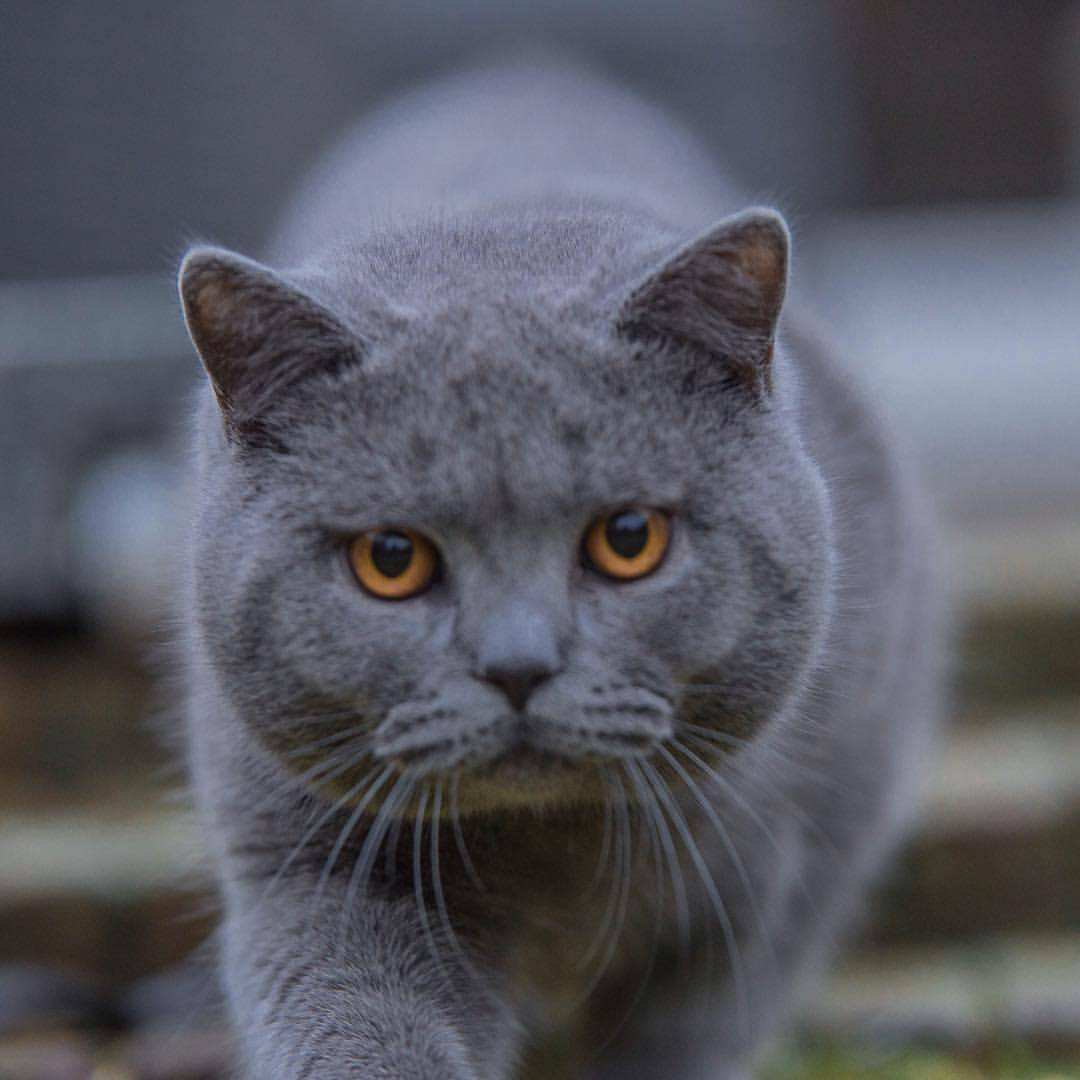 蓝猫价格大概多少钱一只英短猫多少钱一只