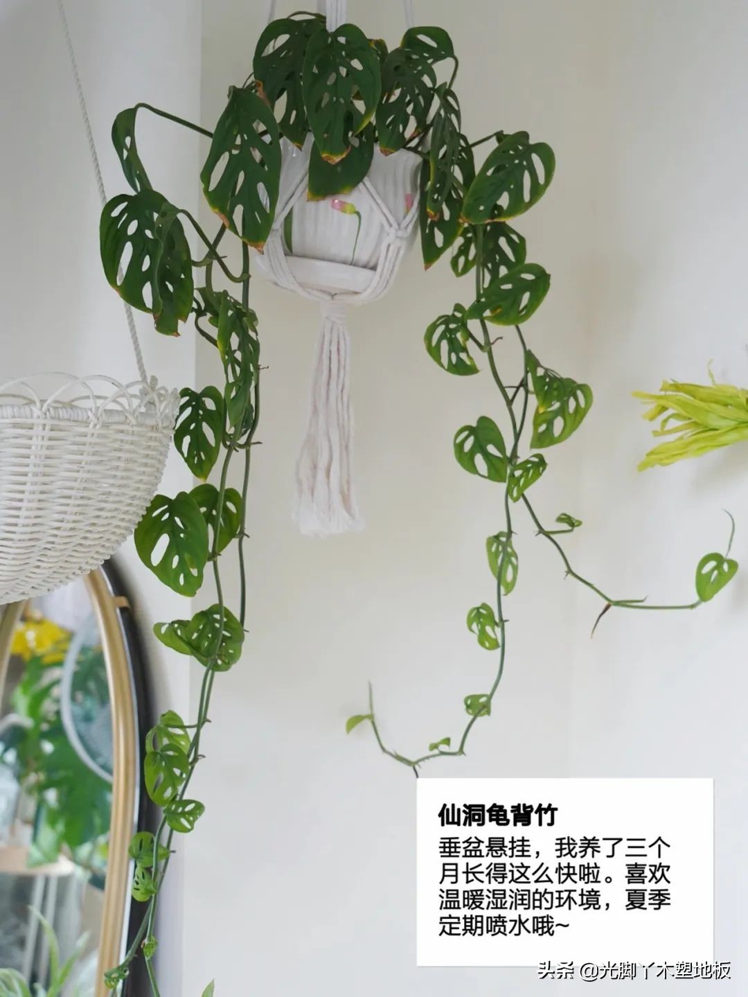 花5000块，把14㎡阳台变成一个小花园，小小的改变感受大大的幸福