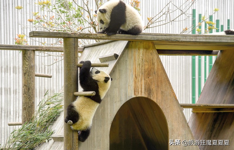 成都熊猫基地在哪,成都熊猫基地在哪里