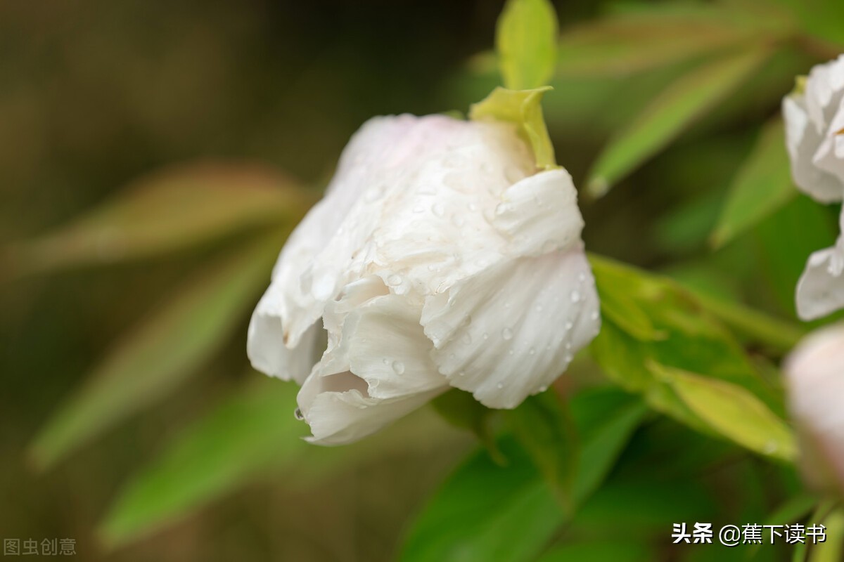 芍药花开，不负归期，不负人间四月天