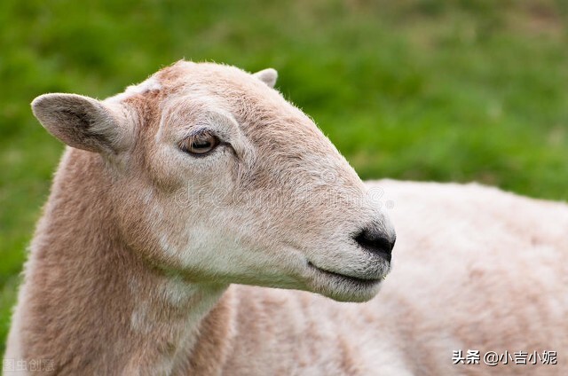 汗马是什么生肖 汉马什么 - 时代开运网
