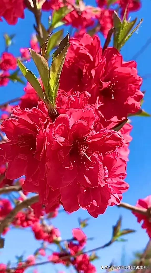 春暖花开,百花盛开,争奇斗艳,芳香四溢,群蜂恋蕊采蜜来.