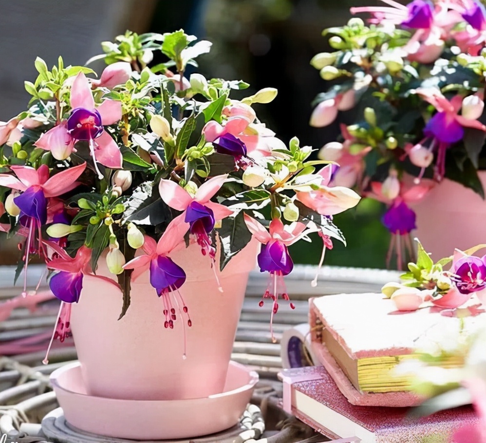 家里光照不足，建议养这10种“耐阴花”，有点散光就能长得很美