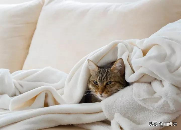 警惕猫咪冬季冻伤!急救指南在这里…
