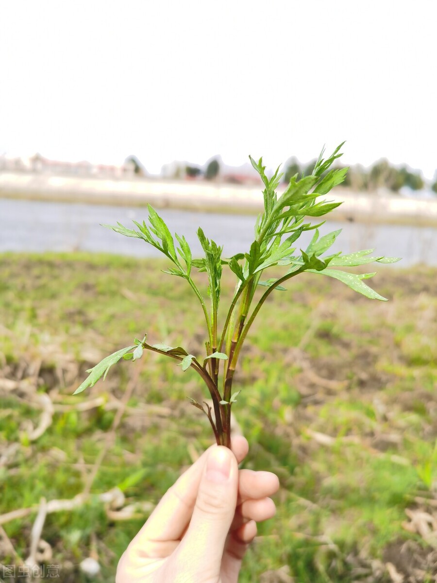 童年的美味长大后却很难吃到的100种野菜你吃过几种三