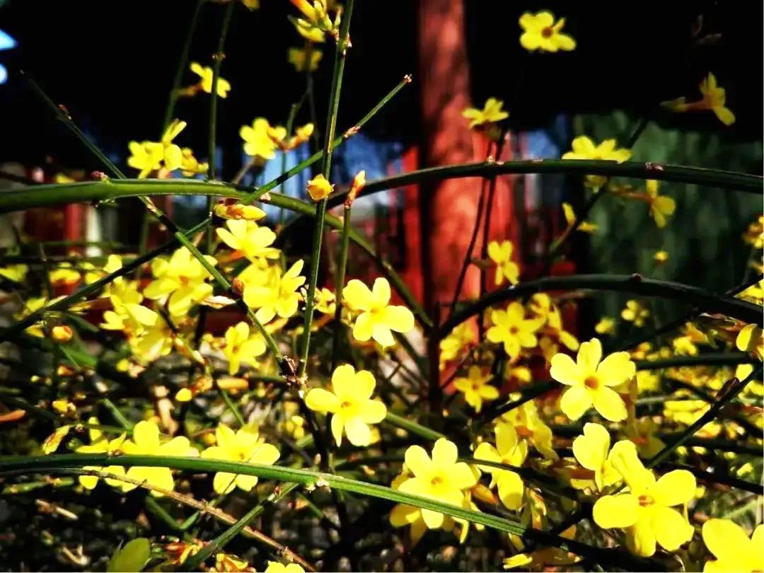 山河春意 | 一花独放不是春 百花齐放春满园