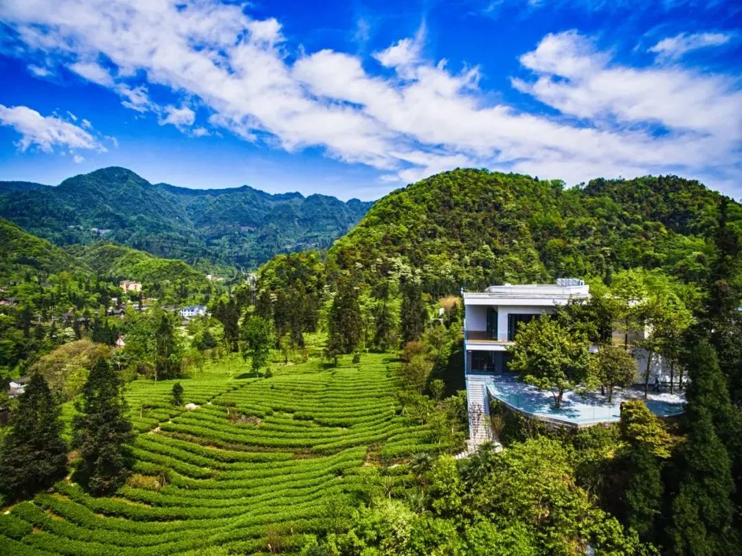 只此青绿，在此山中，去茶园里遍寻春意