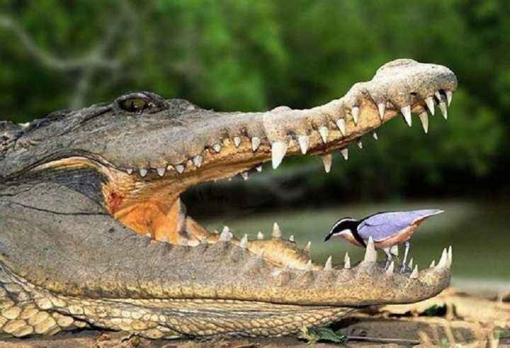 鳄鱼竟是鸟类的近亲！与恐龙同期，为什么鳄鱼能一直存活至今？