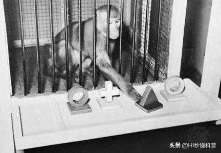 拿灵长类动物做实验被禁，为何美国拿猴子做实验？又为何安乐死？