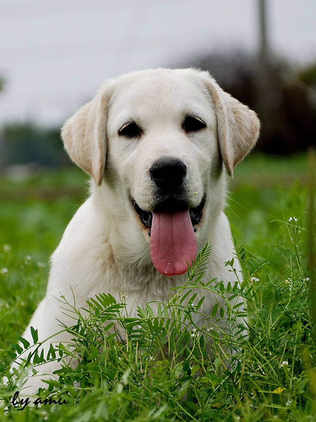 所以养了拉布拉多,最好选择性价比高一点的狗粮.结语:你喜欢什么狗狗?