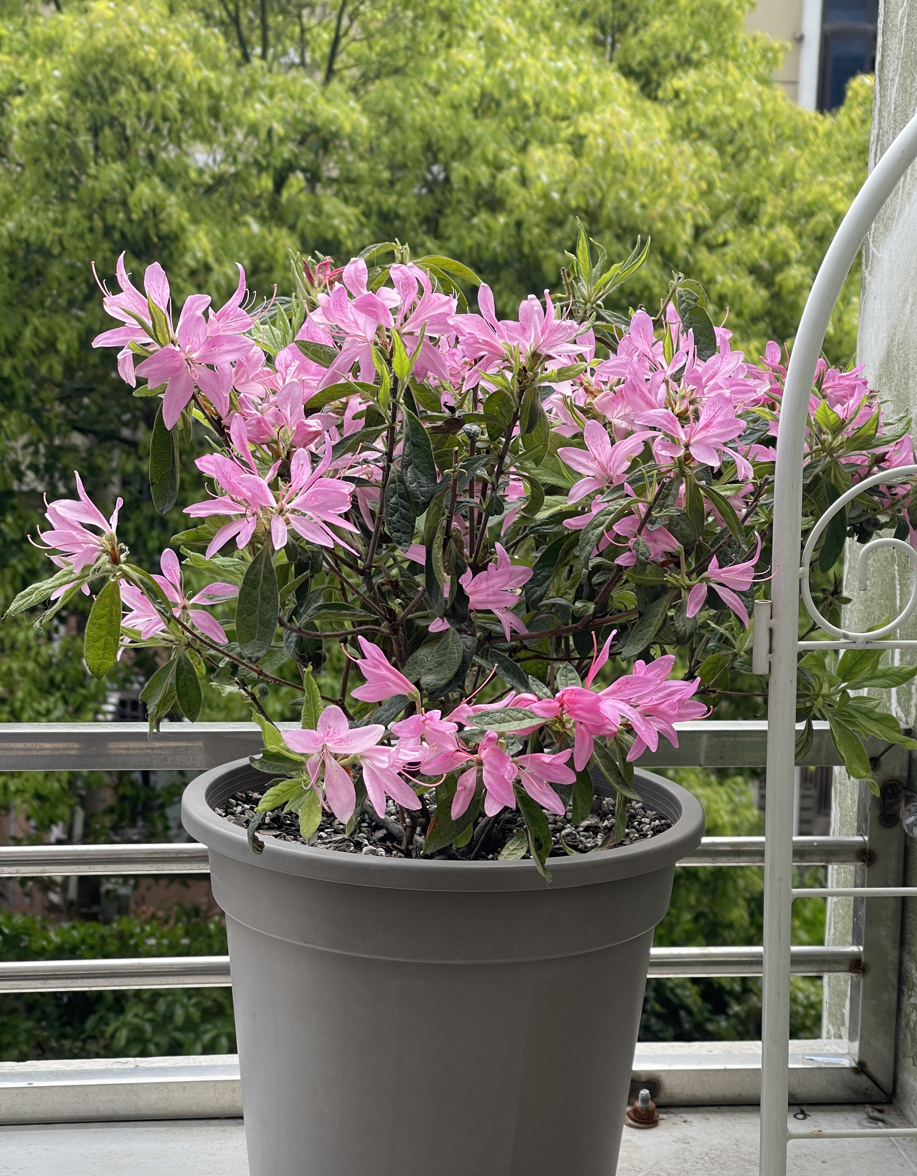 杜鹃花介绍(杜鹃花新品种—安酷杜鹃,皮实好养,花期延绵三季,南北方都