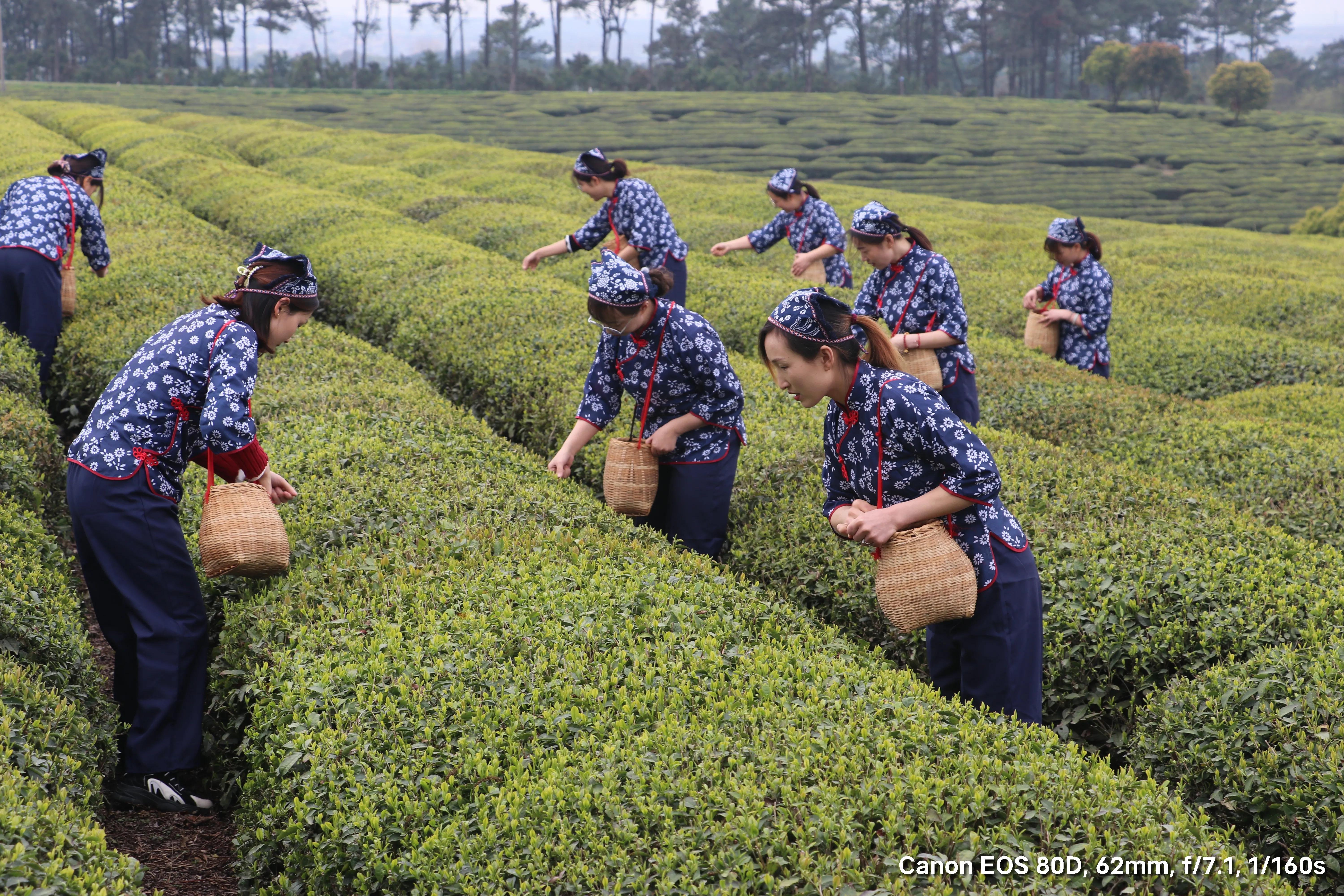 南京市高淳区青山茶场千亩春茶全面进入采摘期