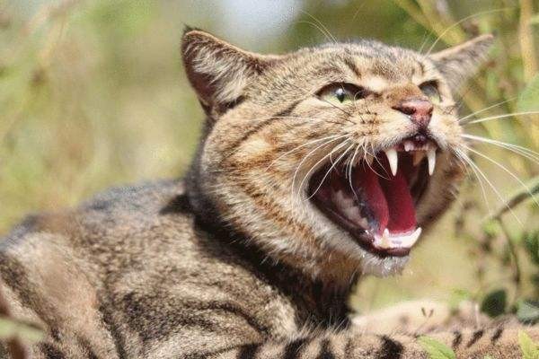 澳洲猫每天捕杀100万只鸟类和170万只动物，国宝袋鼠也不放过