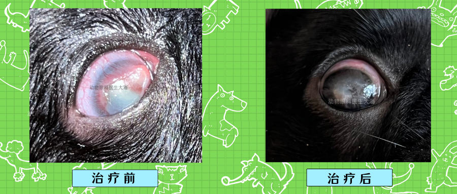（贵州病例）狗狗眼睛红肿充血、角膜大面积破损、溃疡，滴药治疗
