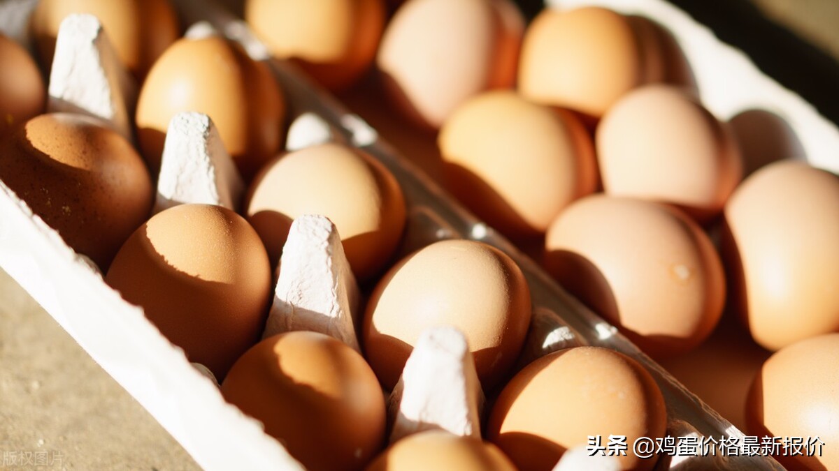 2022年4月10日鸡蛋价格最新报价行情，河北粉蛋价格大涨