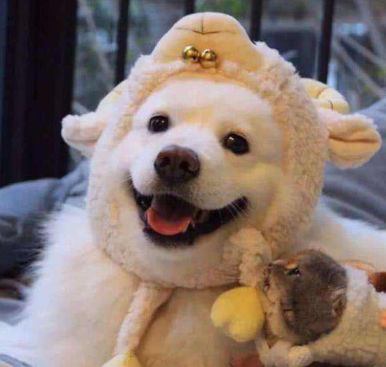 狗狗若是过得“甜蜜”，这些表现骗不了人