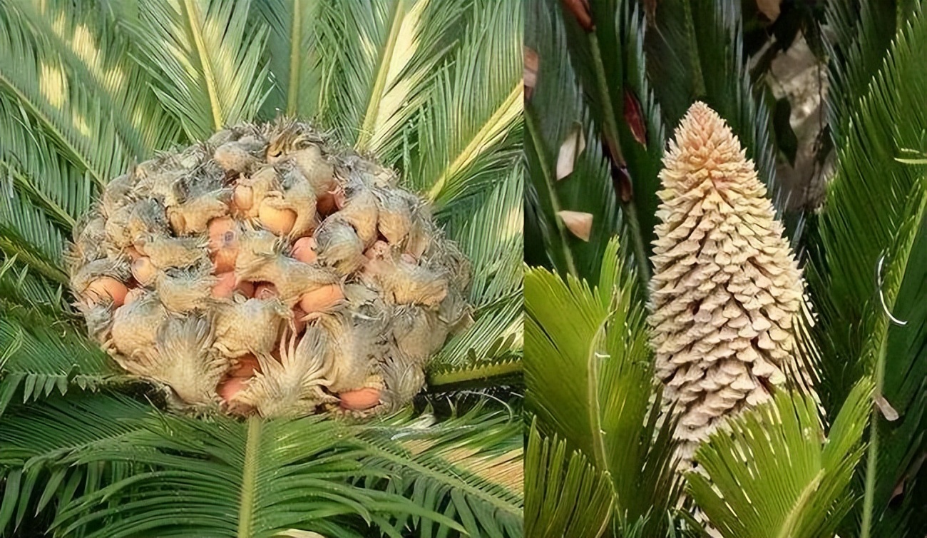 世界上最毒的植物(这14种植物挺常见，看似无害，误食却很可怕)