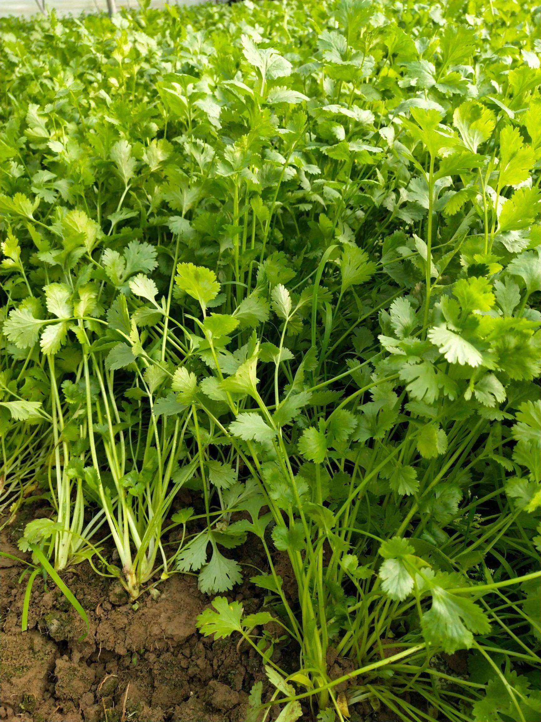 芫荽～一缕清香乐万家