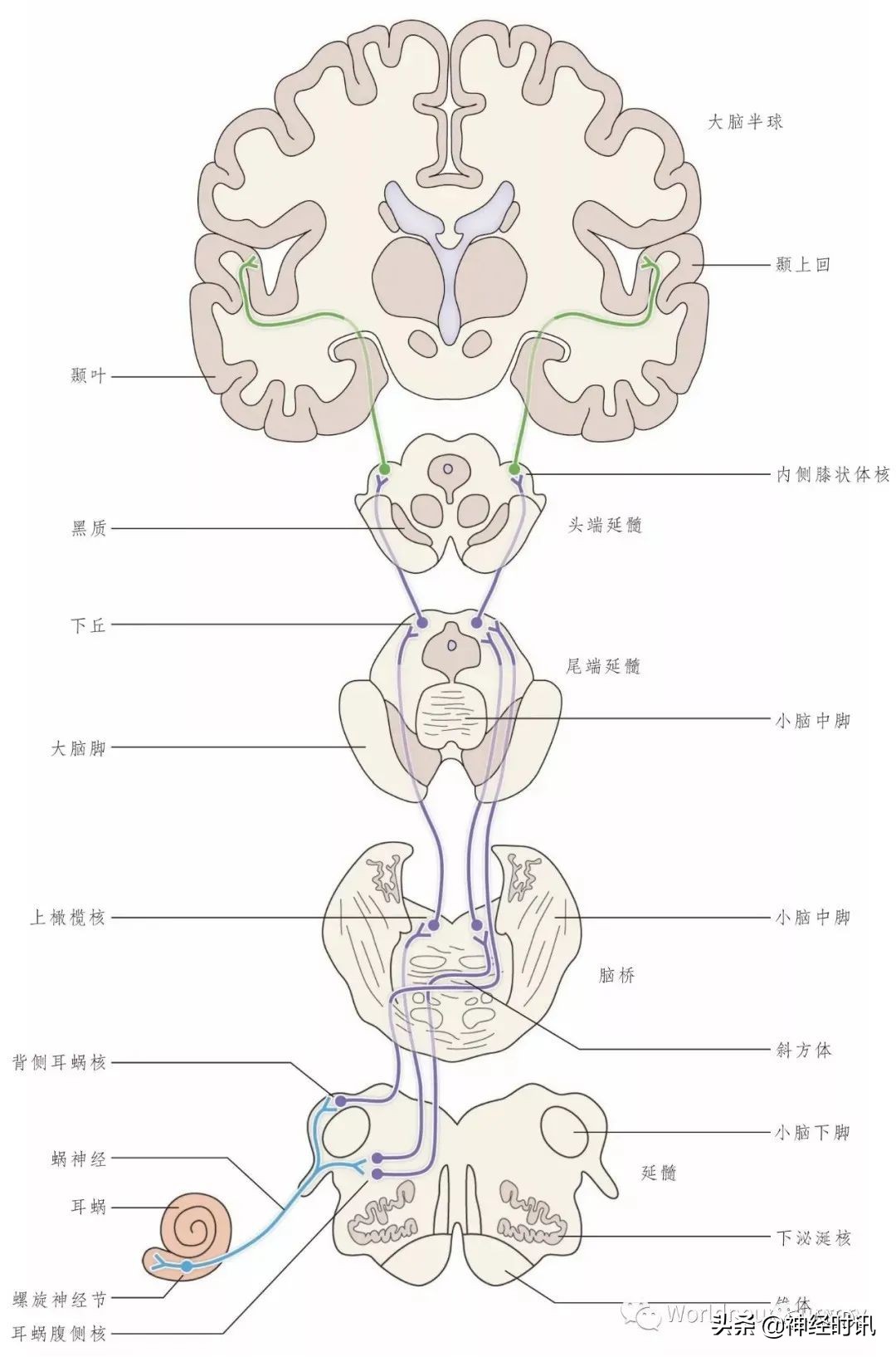 神经元结构图（高中生物神经元结构图）-第23张图片-昕阳网